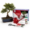 Pack Bonsái Syzigium Buxifolium 12 años con Kit mantenimiento