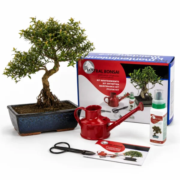 Pack Bonsái Syzigium Buxifolium 12 años con Kit mantenimiento