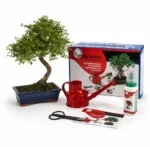 Pack Bonsái Zelkova Parvifolia de 10 años con Kit de Mantenimiento