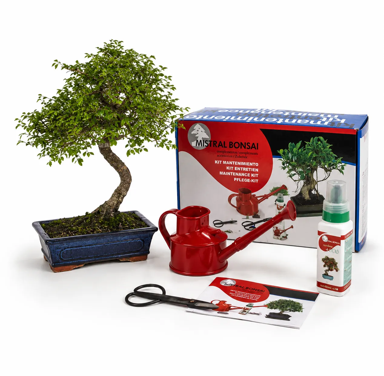 Pack Bonsái Zelkova Parvifolia de 10 años con Kit de Mantenimiento