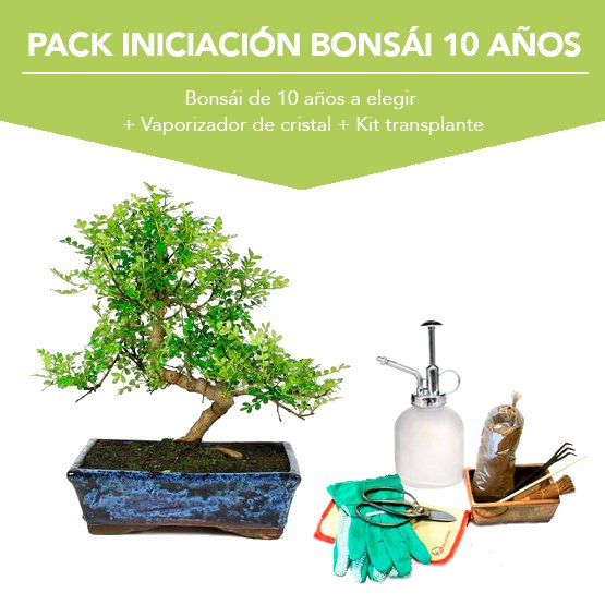 Pack Iniciacion Bonsai 10