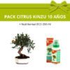 Pack-bonsai-citrus-kinzu-mandarino-fruto-10-anos