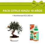 Pack-bonsai-citrus-kinzu-mandarino-fruto-10-anos