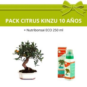 Pack-bonsai-citrus-kinzu-mandarino-fruto-10-anos