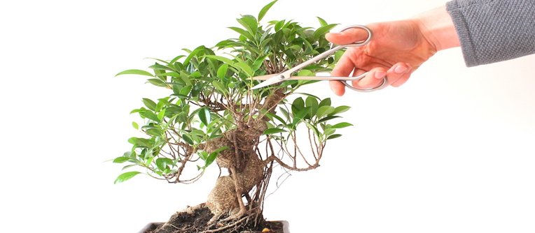 bonsái poda