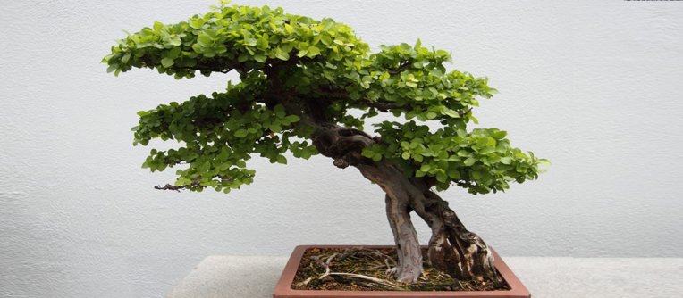 bonsái sageretia theezans