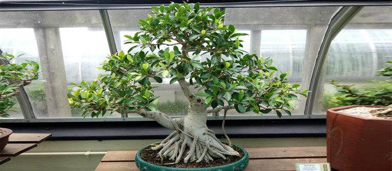 bonsáis ficus