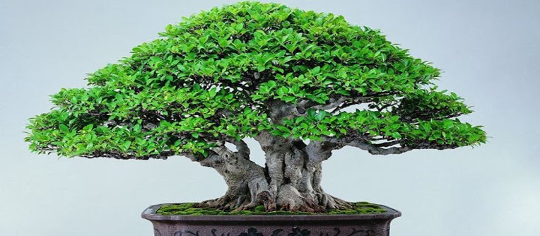 bonsái de ficus