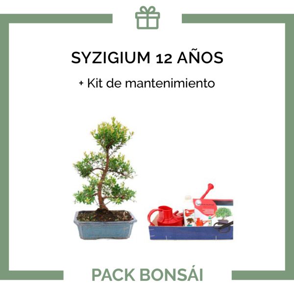 PACK-Bonsai-Syzigium-buxifolium-12-anos-kit-mantenimiento