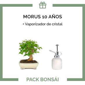 Pack-bonsai-morus-10-anos