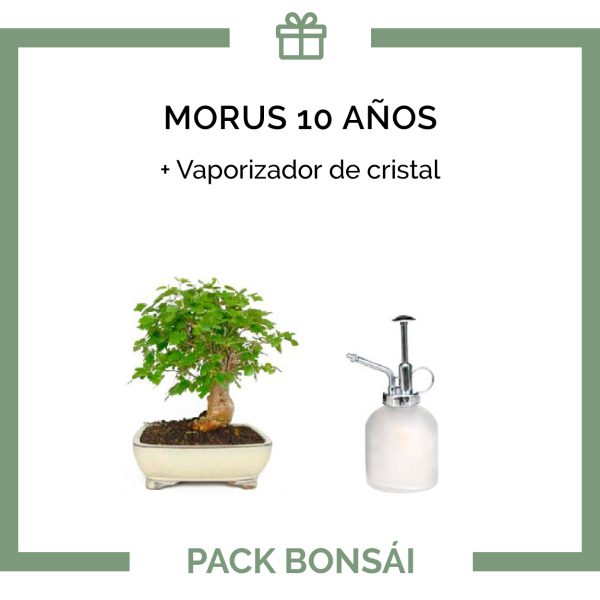Pack-bonsai-morus-10-anos