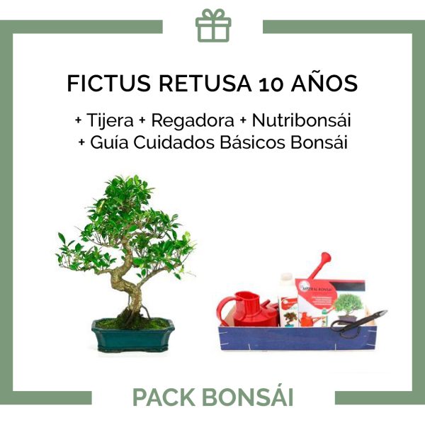 Pack-bonsai-ficus-retusa-10-anos