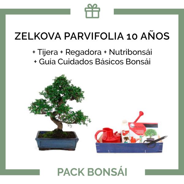 Pack-bonsai-Zelkova-Parvifolia-10-anos