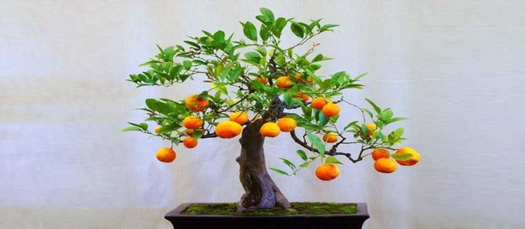 bonsai citrus