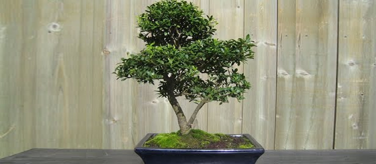 bonsái de exterior