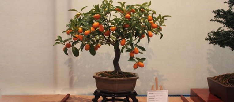 bonsái de naranjo