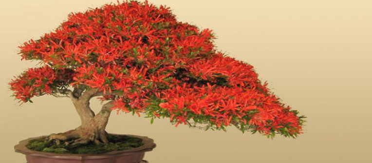 bonsái rojo