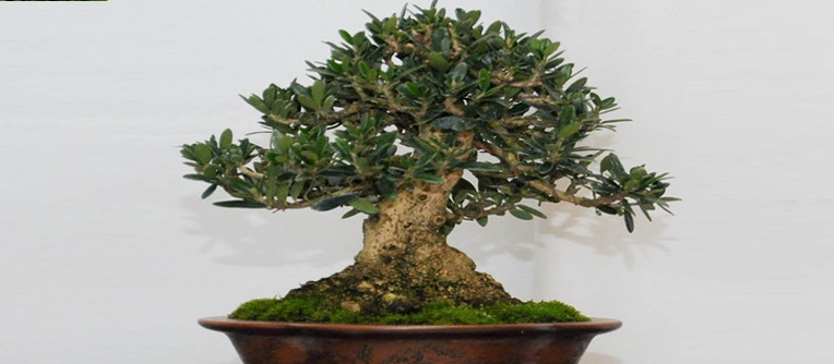 bonsáis olivos