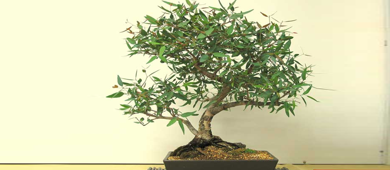 bonsái eucalipto