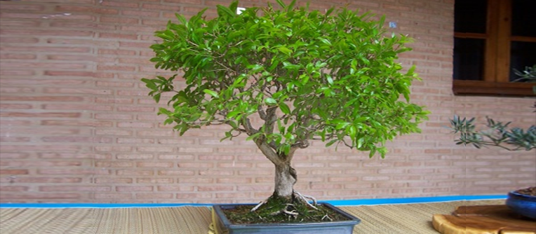 bonsái granado