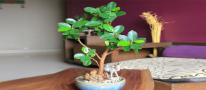 ficus panda bonsái