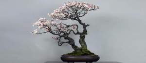 prunus bonsái