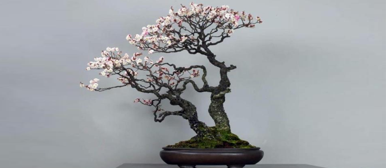 prunus bonsái