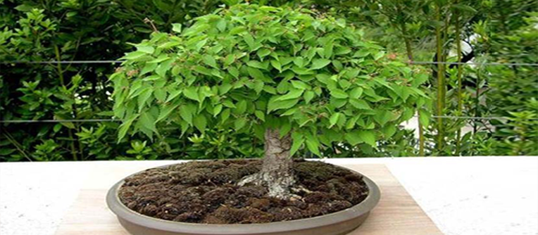 zelkova parvifolia bonsái