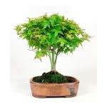 Bonsai 10 años Acer palmatum