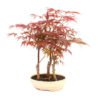 Bonsai 10 años Acer palmatum atropurpureum