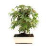 Bonsai 10 años Acer palmatum deshojo