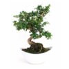 Bonsai 10 años Carmona microphylla (Elegance)