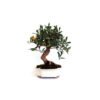 Bonsai 10 años Citrus kinzu ZP-E