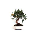 Bonsai 10 años Citrus kinzu ZP-E
