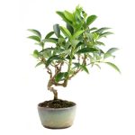 Bonsai 10 años Forsythia sp.