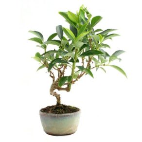 Bonsai 10 años Forsythia sp.