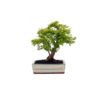Bonsai 10 años Ligustrum aurea