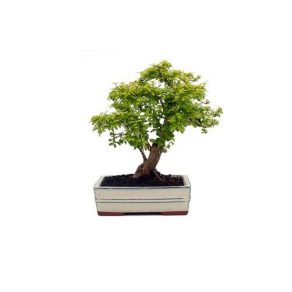 Bonsai 10 años Ligustrum aurea