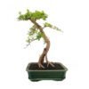 Bonsai 10 años Ligustrum aurea Indonesia