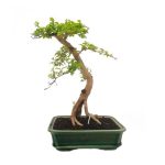 Bonsai 10 años Ligustrum aurea Indonesia