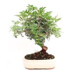 Bonsai 10 años Pistacia lentiscus