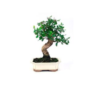 Bonsai 10 años Quercus suber