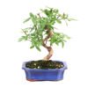 Bonsai 10 años Vitex sp.