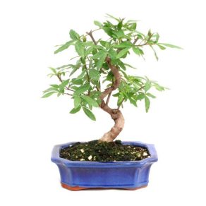 Bonsai 10 años Vitex sp.