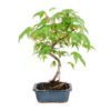 Bonsai 6 años Acer palmatum