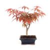 Bonsai 6 años Acer palmatum atropurpureum