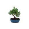 Bonsai 6 años Pinus halepensis
