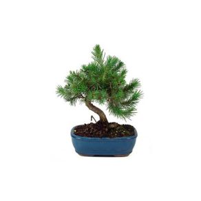 Bonsai 6 años Pinus halepensis