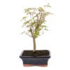 Bonsai 7 años Acer palmatum