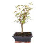 Bonsai 7 años Acer palmatum